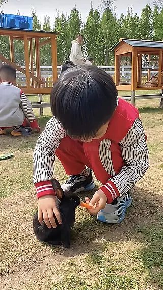 草坪上的羊驼